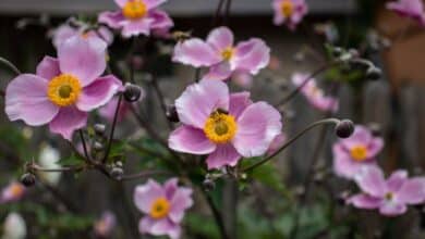 fiori da ombra