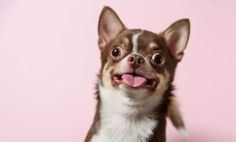 cane più brutto del mondo