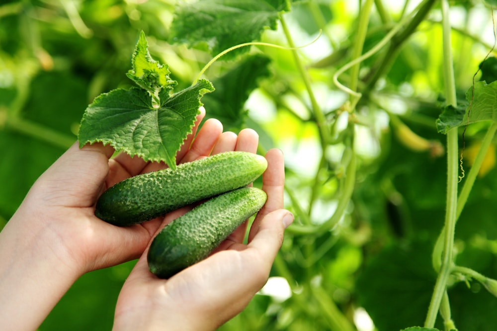 Comment faire pousser des en pots techniques et astuces utiles Conseils BeautéSanté