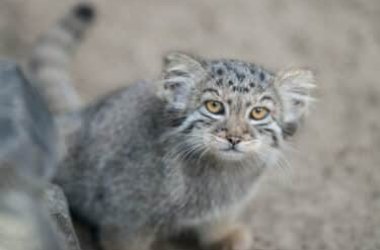 Chat de Pallas : tout ce qu'il faut savoir sur le chat solitaire des steppes