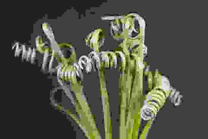 Albuca spiralis