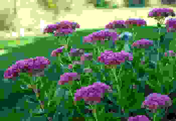 sedum