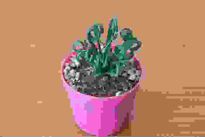 Albuca spiralis