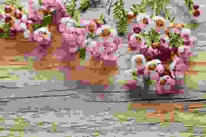 Chamelaucium fiore di cera