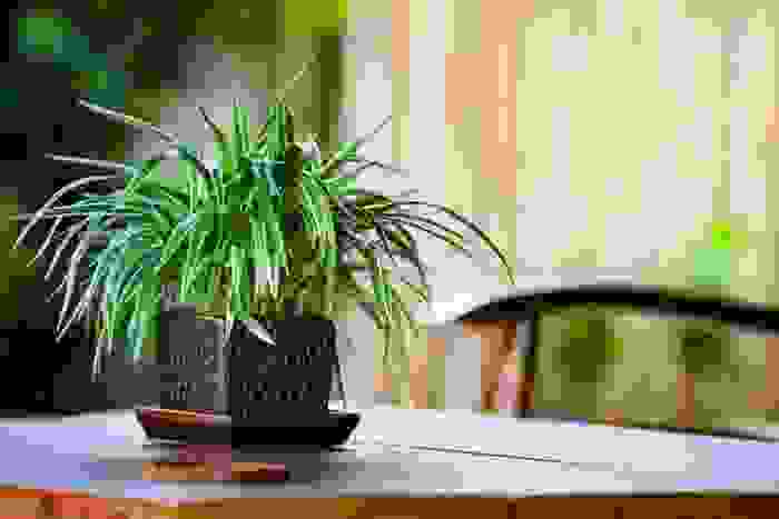 falangio