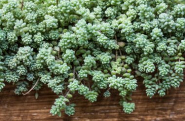 Sedum: alla scoperta della pianta grassa facilissima da curare e delle sue proprietà