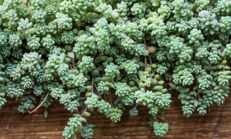 Sedum