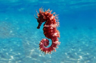Tutto sul cavalluccio marino, il pesce dall’aspetto davvero curioso