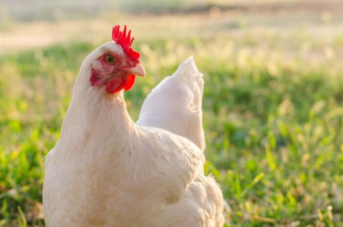 animali da fattoria: la gallina