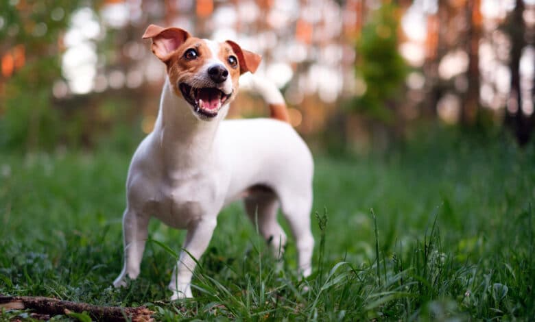 cane che vive di più: jack russell terrier