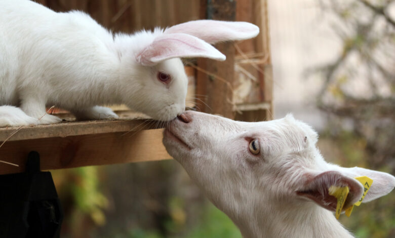 animali della fattoria