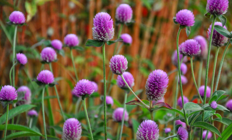 Gomphrena globosa