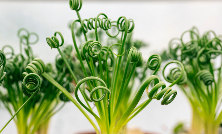 Albuca spiralis