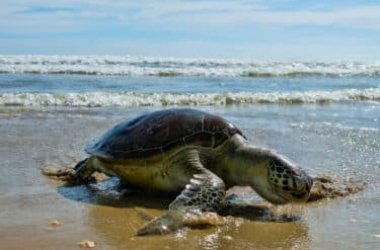La tortue caouanne, une tortue marine en voie de disparition