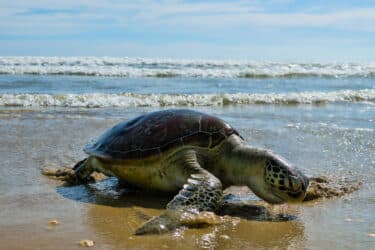 La tartaruga Caretta, una tartaruga marina a rischio estinzione