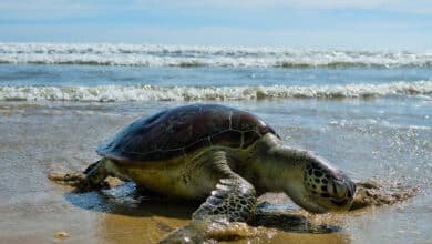 tartaruga Caretta