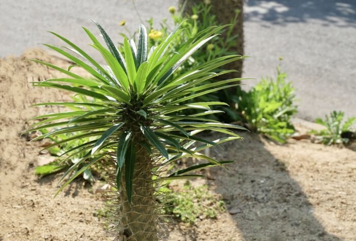 Pachypodium lamerei ou palmier de madagascar