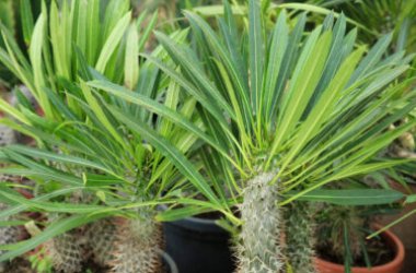 Pachypodium lamerei : découvrons comment le cultiver au jardin et en pot