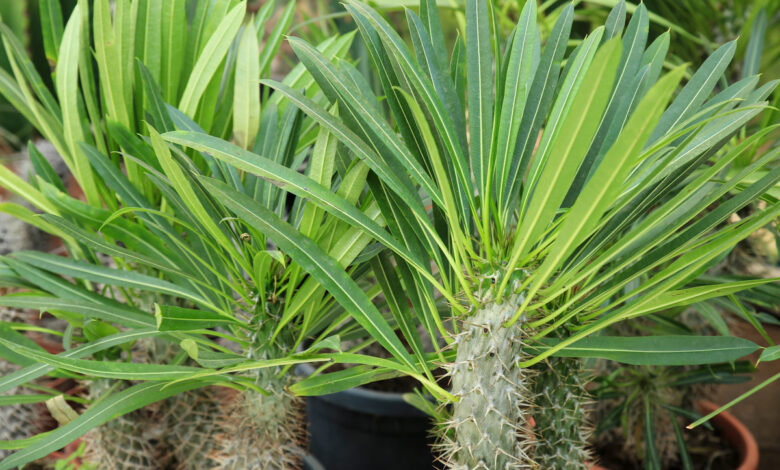 Pachypodium lamerei palma del madagascar