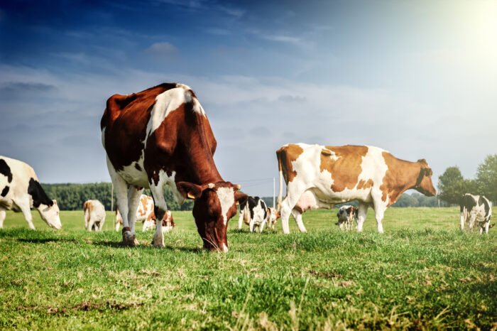 Animali della fattoria: la mucca