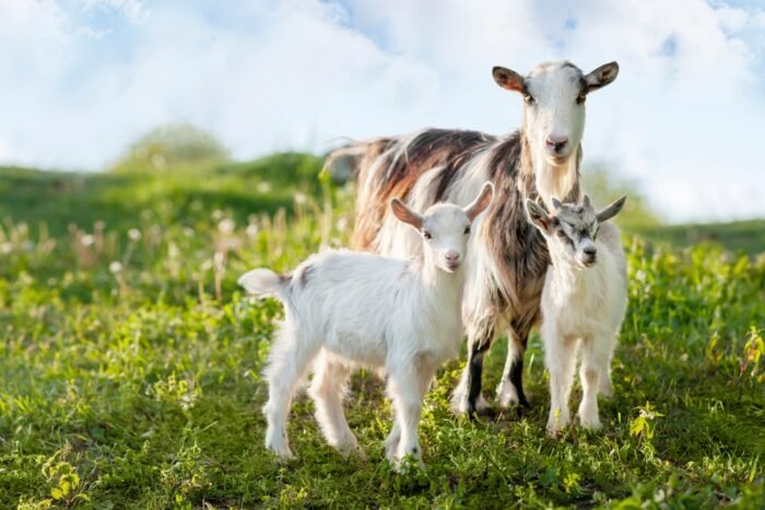 Animali della fattoria: la capra
