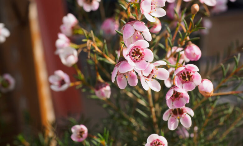 Chamelaucium fiore di cera