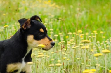 Forasacco, l'oreille dangereuse pour les chiens