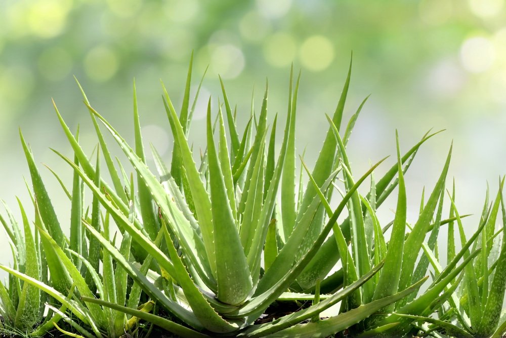 aloe vera