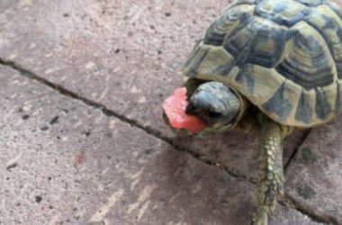 Tutti i consigli per una dieta equilibrata per le vostre tartarughe