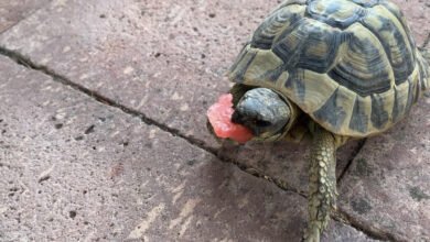 Cosa mangiano le tartarughe