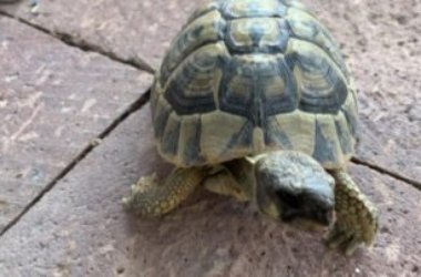 Animali incredibili: ritrovata in casa la tartaruga di famiglia ‘persa’ nel 1982