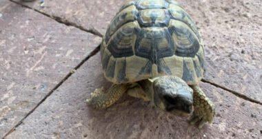 Animali incredibili: ritrovata in casa la tartaruga di famiglia ‘persa’ nel 1982