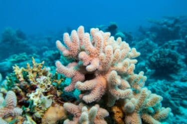 Barriere coralline a rischio d’estinzione: è la più grave minaccia ambientale?