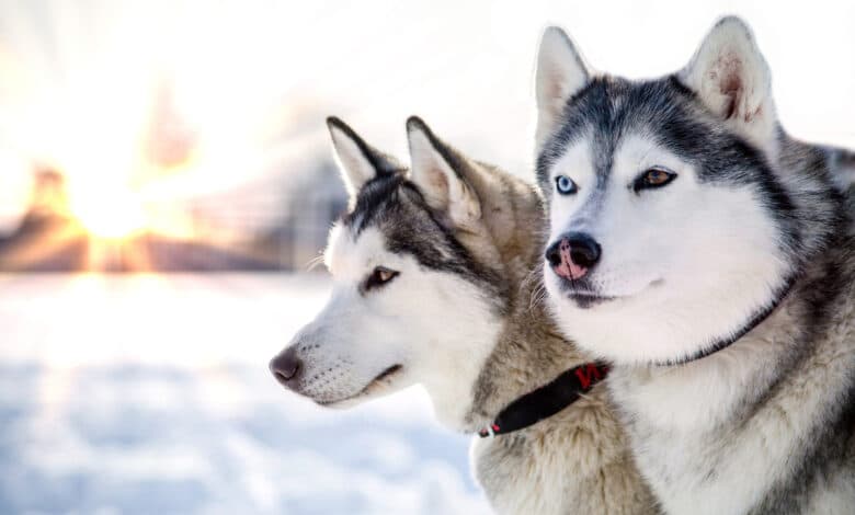 animali con la h husky