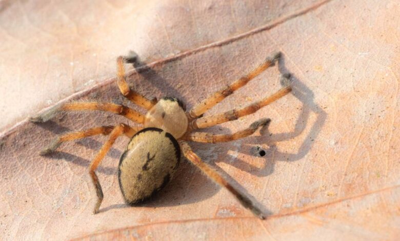 Ragno violino Loxosceles rufescens