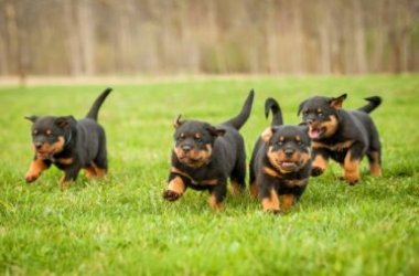 Let's discover all the characteristics of the Rottweiler, appearance, character and breeding