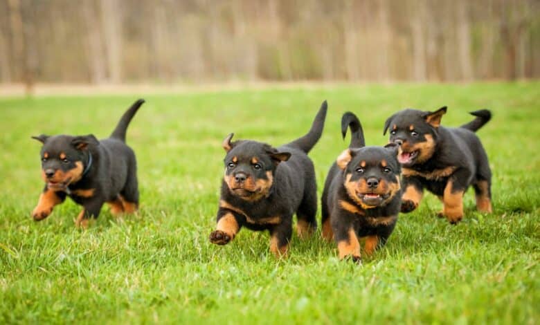 Deliziosi cuccioli di Rottweiler