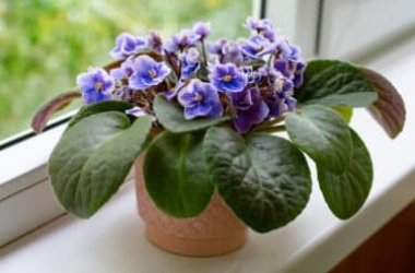 Violette africaine : la petite plante facile à cultiver et adaptée à la vie en appartement