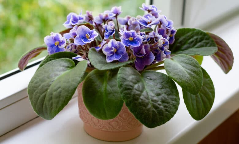 Saintpaulia violetta africana