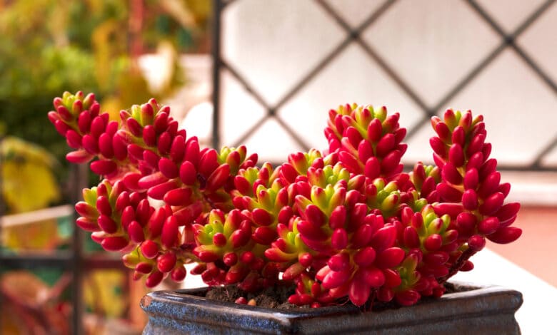 Sedum rubrotinctum