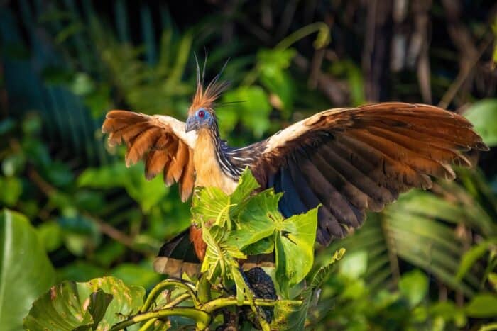 animali con la h hoatzin