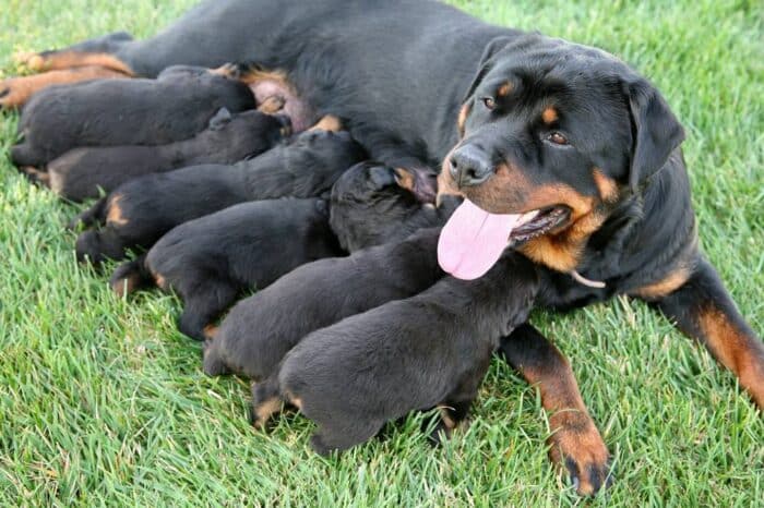 Femmina di rottweiler con cuccioli