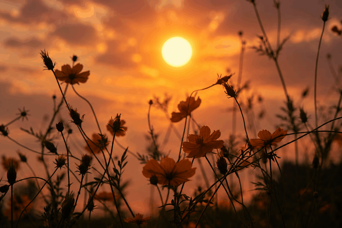 Sole al tramonto avvolto da un alone caldo sopra un prato di fiori selvatici in controluce