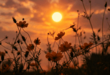 Sole al tramonto avvolto da un alone caldo sopra un prato di fiori selvatici in controluce