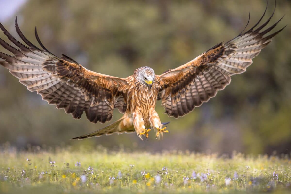 Animali con la N: il nibbio reale