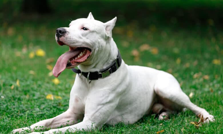 Dogo argentino