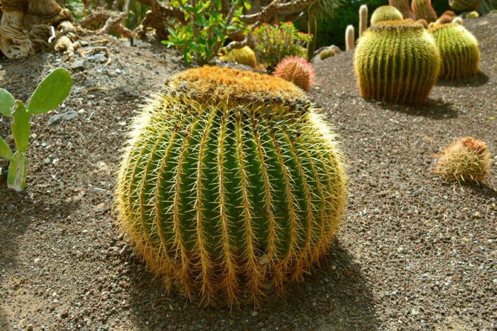 Échinocactus