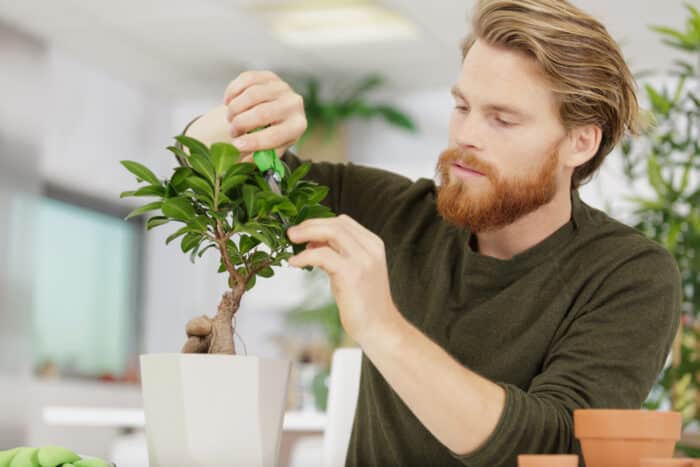Come coltivare un bonsai: la mini-guida pratica