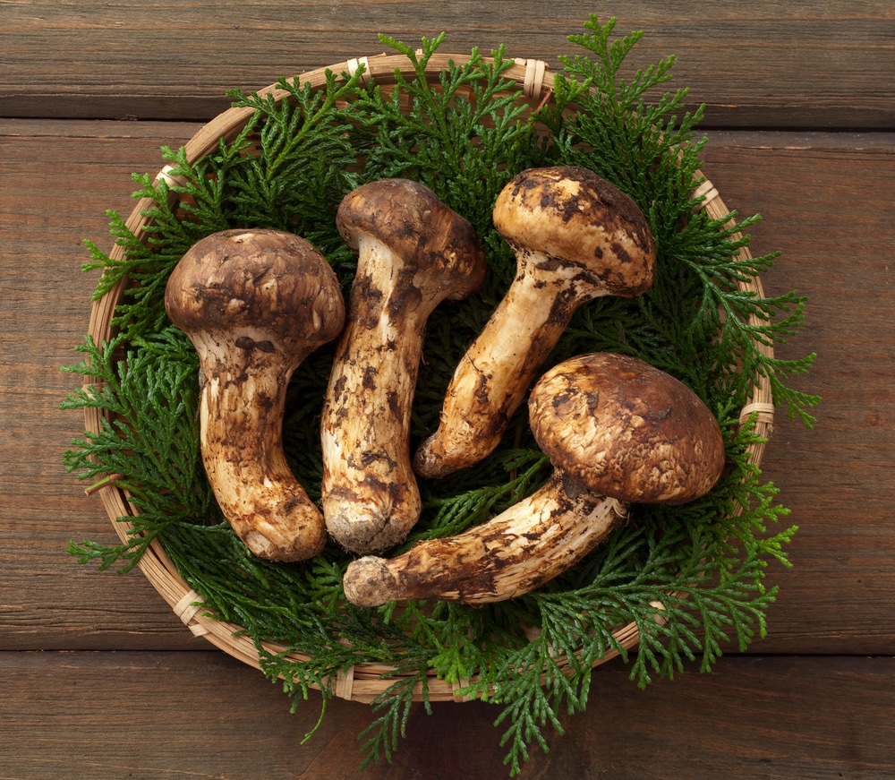 Matsutake cos'è, proprietà, utilizzi e perché è così costoso