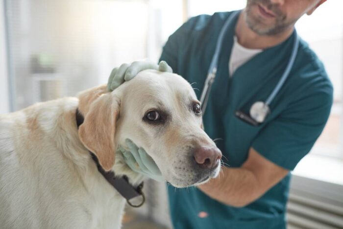 Combien coûte la garde d'un chien par an : nourriture, vétérinaire, toilettage